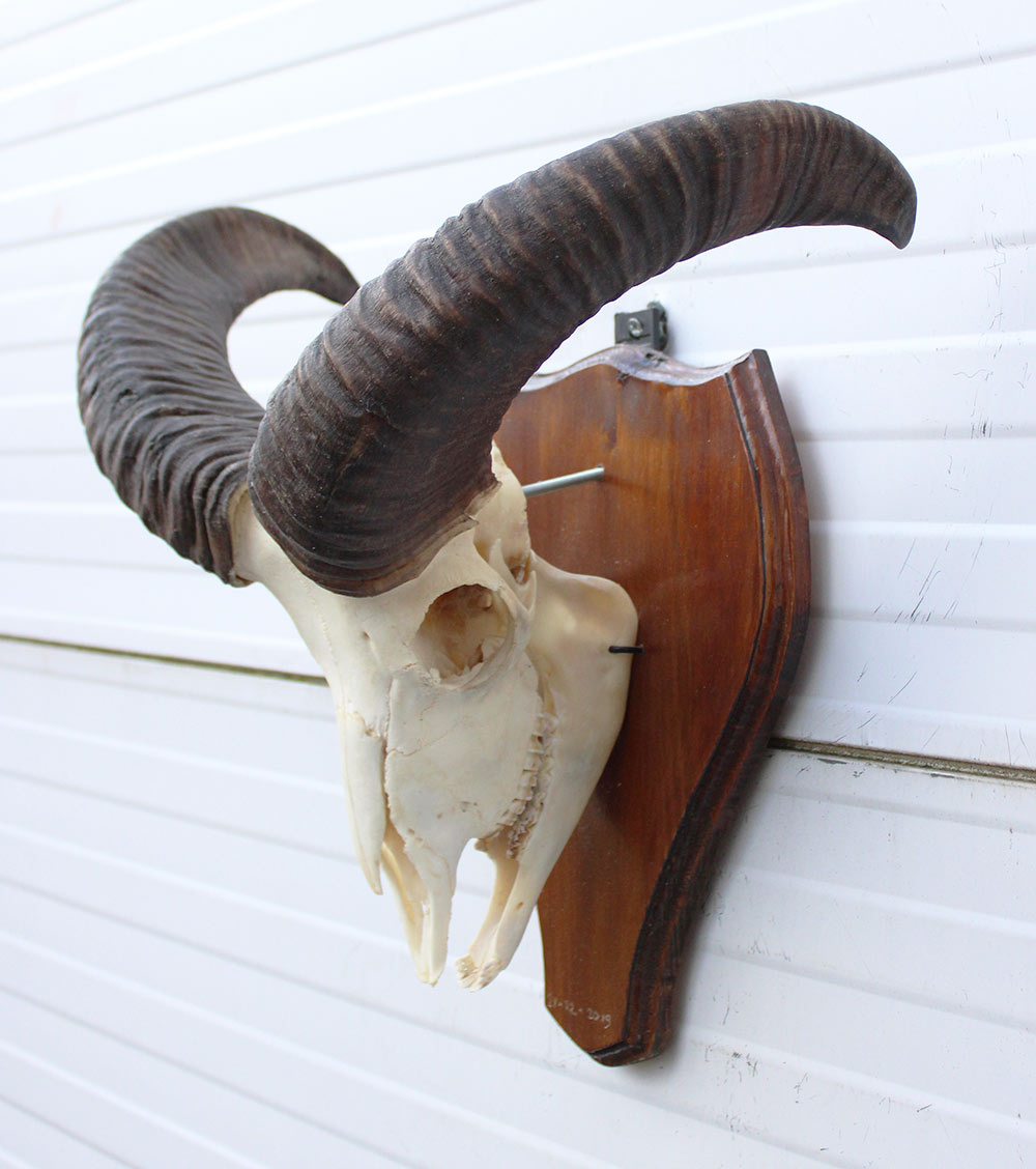 Schedel MOEFLON RAM compleet met onderkaak