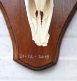 Schedel MOEFLON RAM compleet met onderkaak