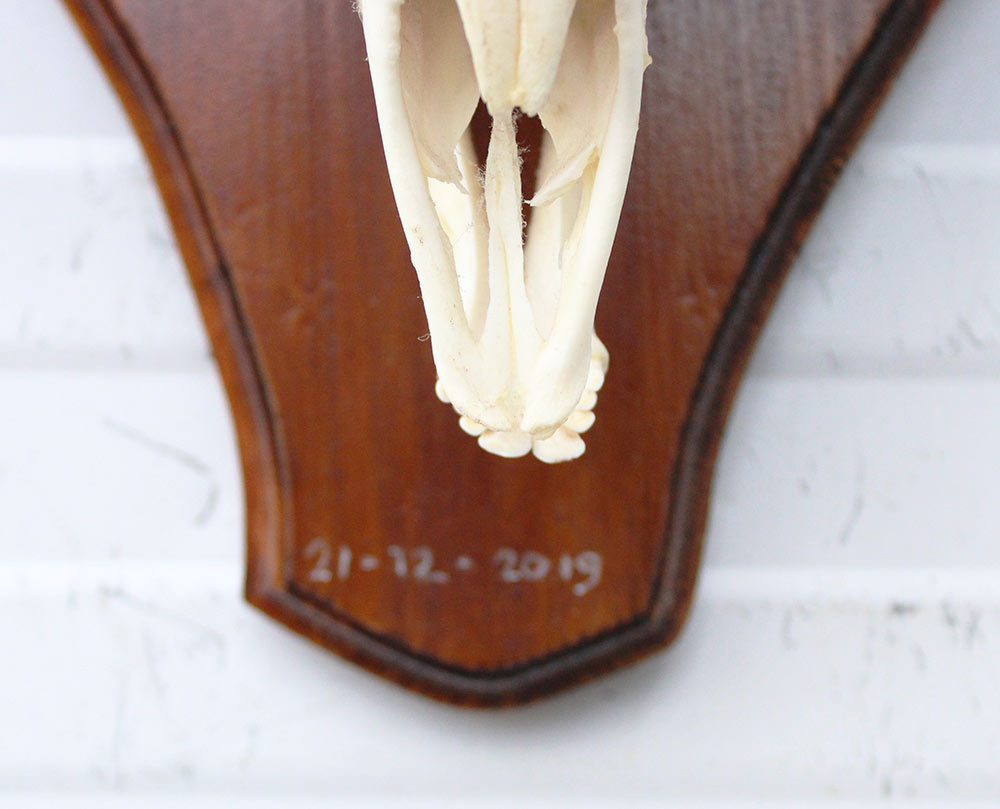 Schedel MOEFLON RAM compleet met onderkaak