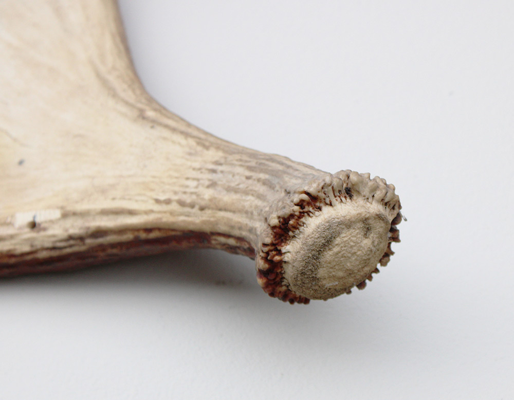 Afwerpstang ELAND GEWEI Zweden