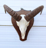 Schedel MOEFLON RAM compleet met onderkaak
