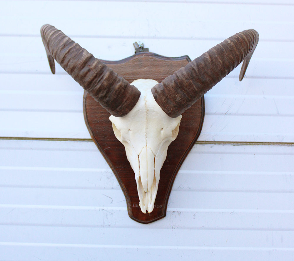 Schedel MOEFLON RAM compleet met onderkaak