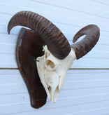 Schedel MOEFLON RAM compleet met onderkaak