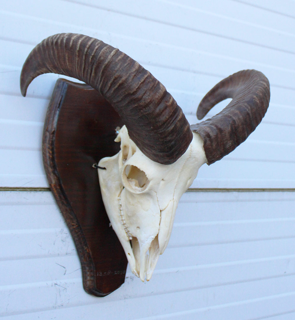 Schedel MOEFLON RAM compleet met onderkaak