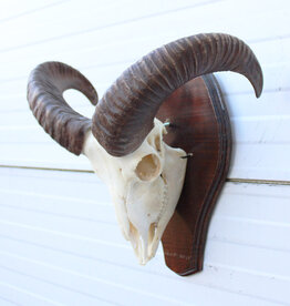 Schedel MOEFLON RAM compleet met onderkaak - ref. A