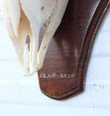 Schedel MOEFLON RAM compleet met onderkaak