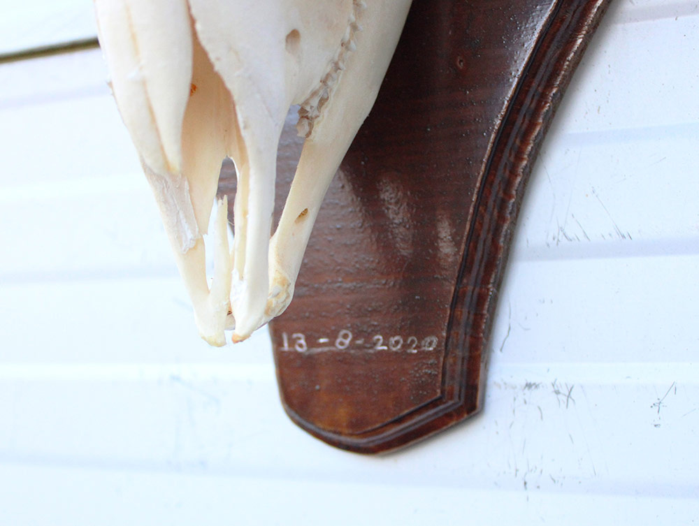 Schedel MOEFLON RAM compleet met onderkaak