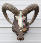 Schedel Hongaarse MOEFLON RAM op dubbel houten schild - Hongarije