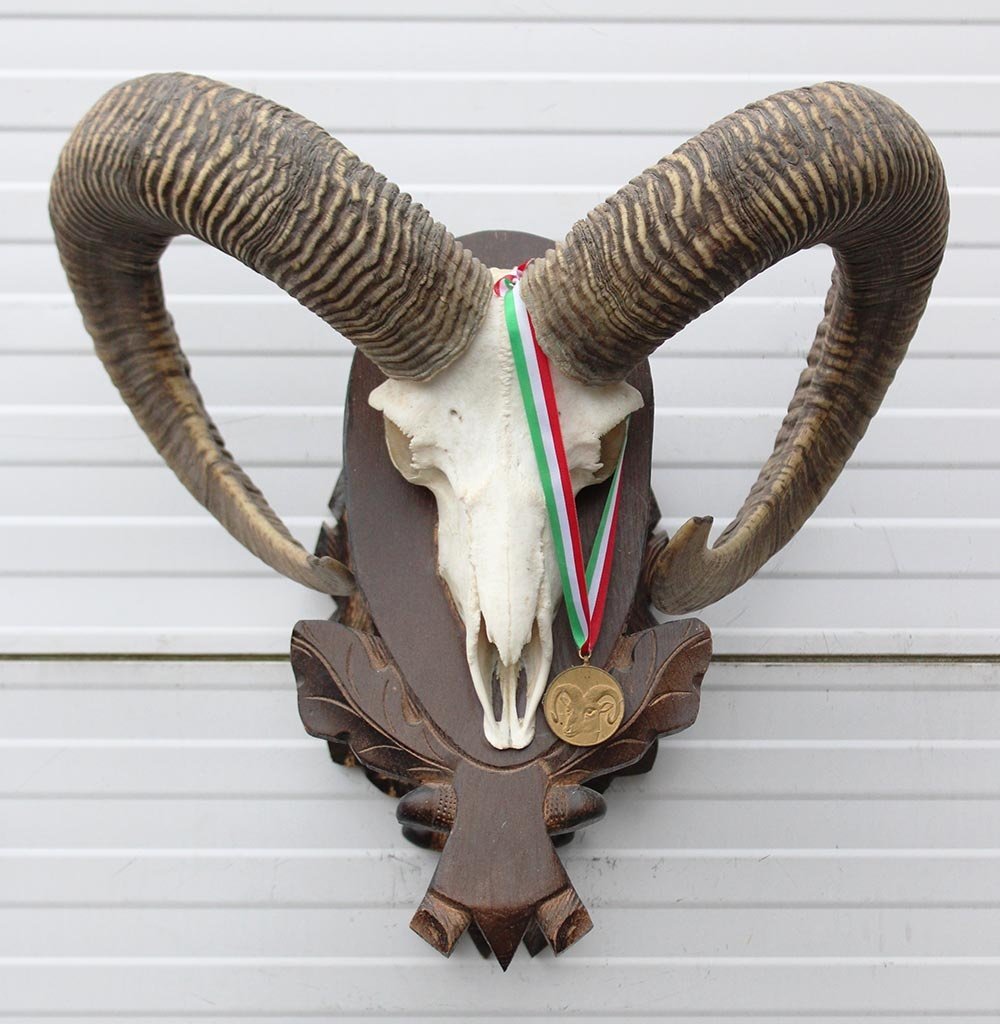 Schedel Hongaarse MOEFLON RAM op dubbel houten schild - Hongarije