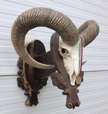 Schedel Hongaarse MOEFLON RAM op dubbel houten schild - Hongarije