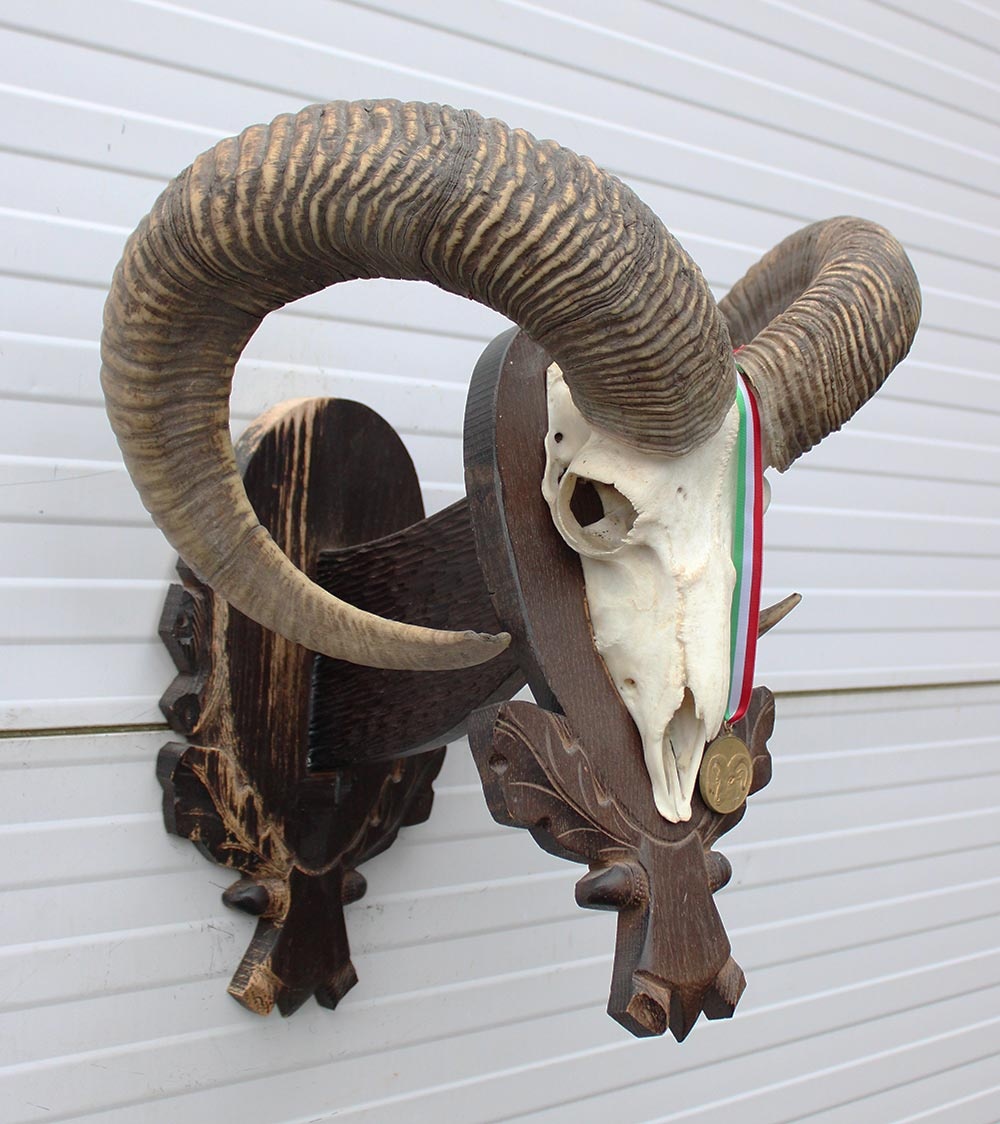 Schedel Hongaarse MOEFLON RAM op dubbel houten schild - Hongarije