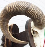 Schedel Hongaarse MOEFLON RAM op dubbel houten schild - Hongarije