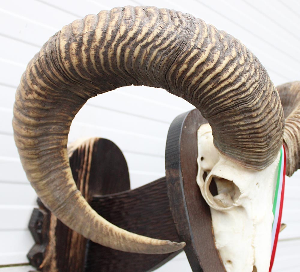 Schedel Hongaarse MOEFLON RAM op dubbel houten schild - Hongarije