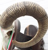 Schedel Hongaarse MOEFLON RAM op dubbel houten schild - Hongarije