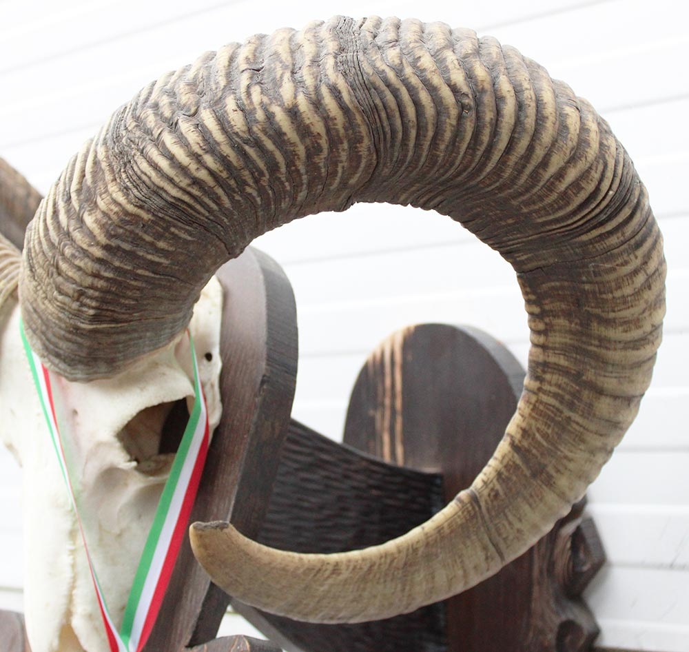 Schedel Hongaarse MOEFLON RAM op dubbel houten schild - Hongarije
