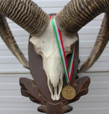 Schedel Hongaarse MOEFLON RAM op dubbel houten schild - Hongarije