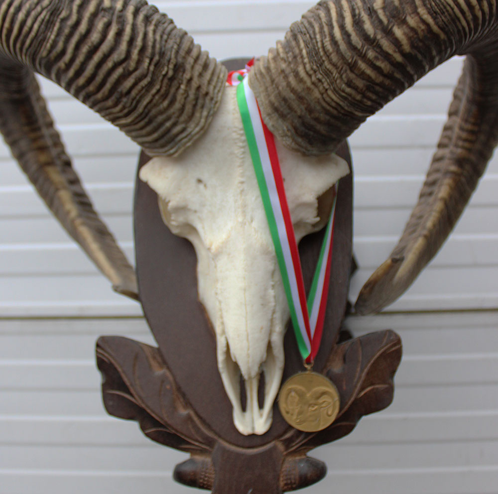 Schedel Hongaarse MOEFLON RAM op dubbel houten schild - Hongarije