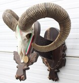 Schedel Hongaarse MOEFLON RAM op dubbel houten schild - Hongarije