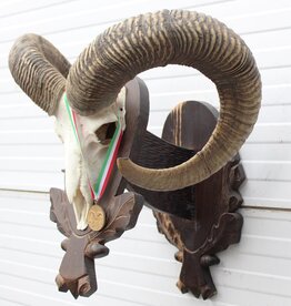 Schedel Hongaarse MOEFLON RAM - ref. HER3