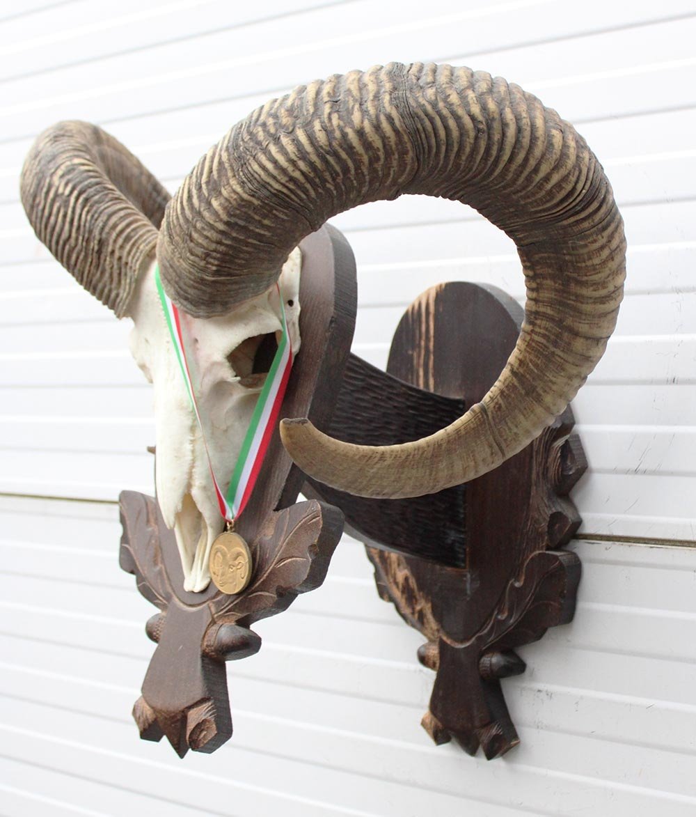 Schedel Hongaarse MOEFLON RAM op dubbel houten schild - Hongarije
