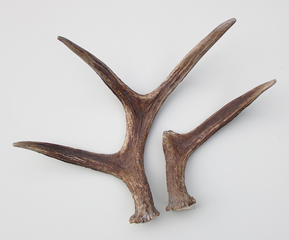 GEWEI STANG ELAND  Zweden