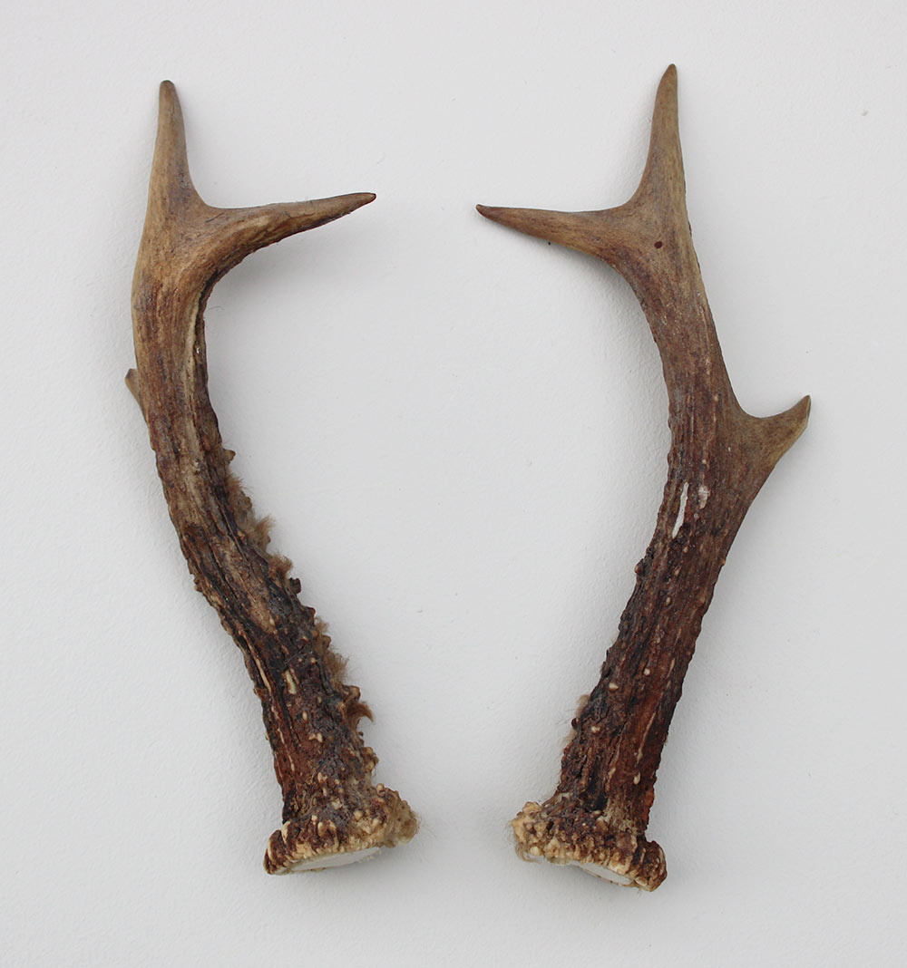 REE GEWEI PAAR 19 cm