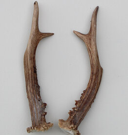 REE GEWEI PAAR 20 cm - Ref. N