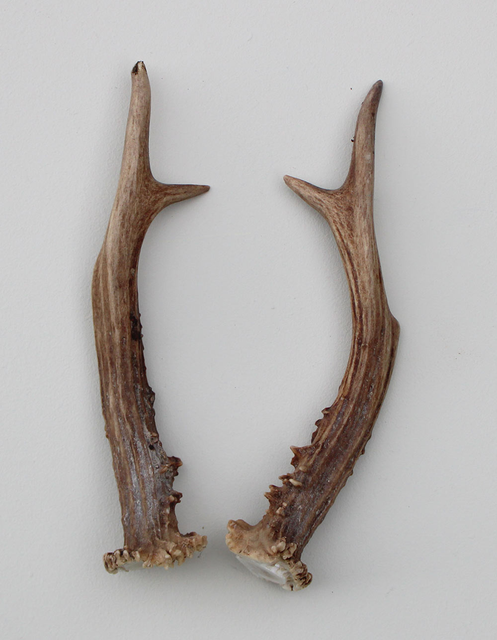 REE GEWEI PAAR 20  cm