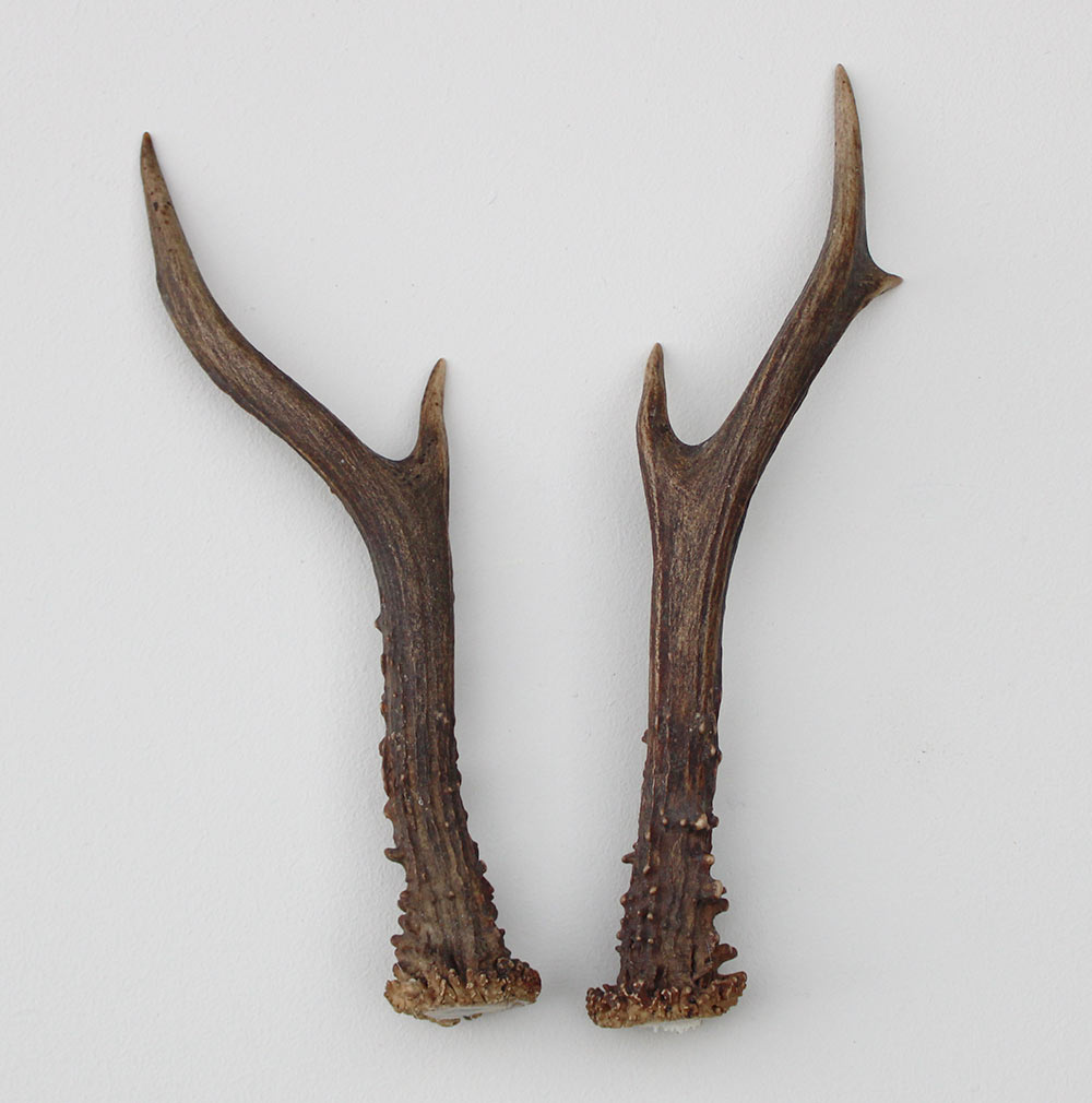 REE GEWEI PAAR 20 cm