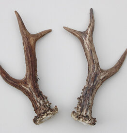 REE GEWEI PAAR 20 cm - Ref. V