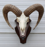 Schedel Hongaarse MOEFLON RAM op dubbel houten schild
