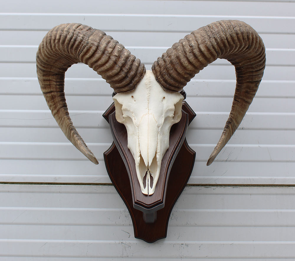 Schedel Hongaarse MOEFLON RAM op dubbel houten schild