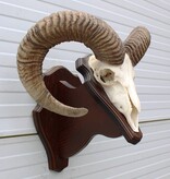 Schedel Hongaarse MOEFLON RAM op dubbel houten schild