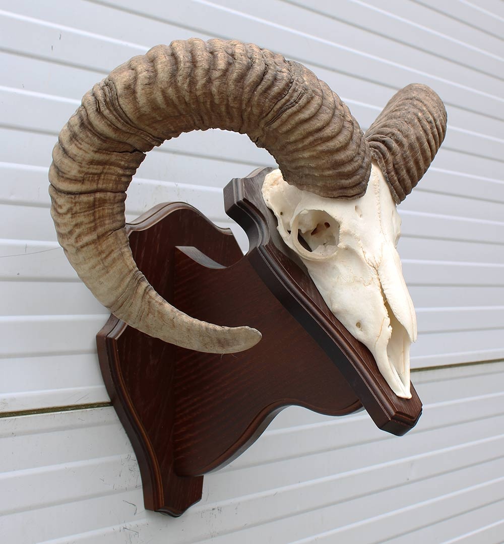 Schedel Hongaarse MOEFLON RAM op dubbel houten schild