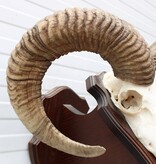 Schedel Hongaarse MOEFLON RAM op dubbel houten schild