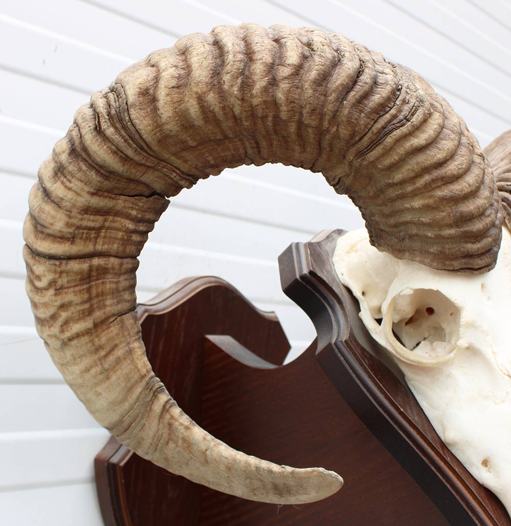 Schedel Hongaarse MOEFLON RAM op dubbel houten schild