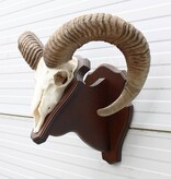 Schedel Hongaarse MOEFLON RAM op dubbel houten schild