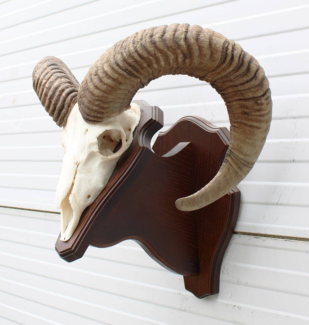 Schedel Hongaarse MOEFLON RAM op dubbel houten schild