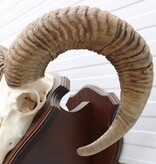 Schedel Hongaarse MOEFLON RAM op dubbel houten schild