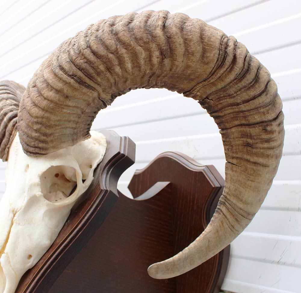 Schedel Hongaarse MOEFLON RAM op dubbel houten schild