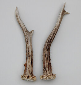 REE GEWEI PAAR 19 cm - Ref. X