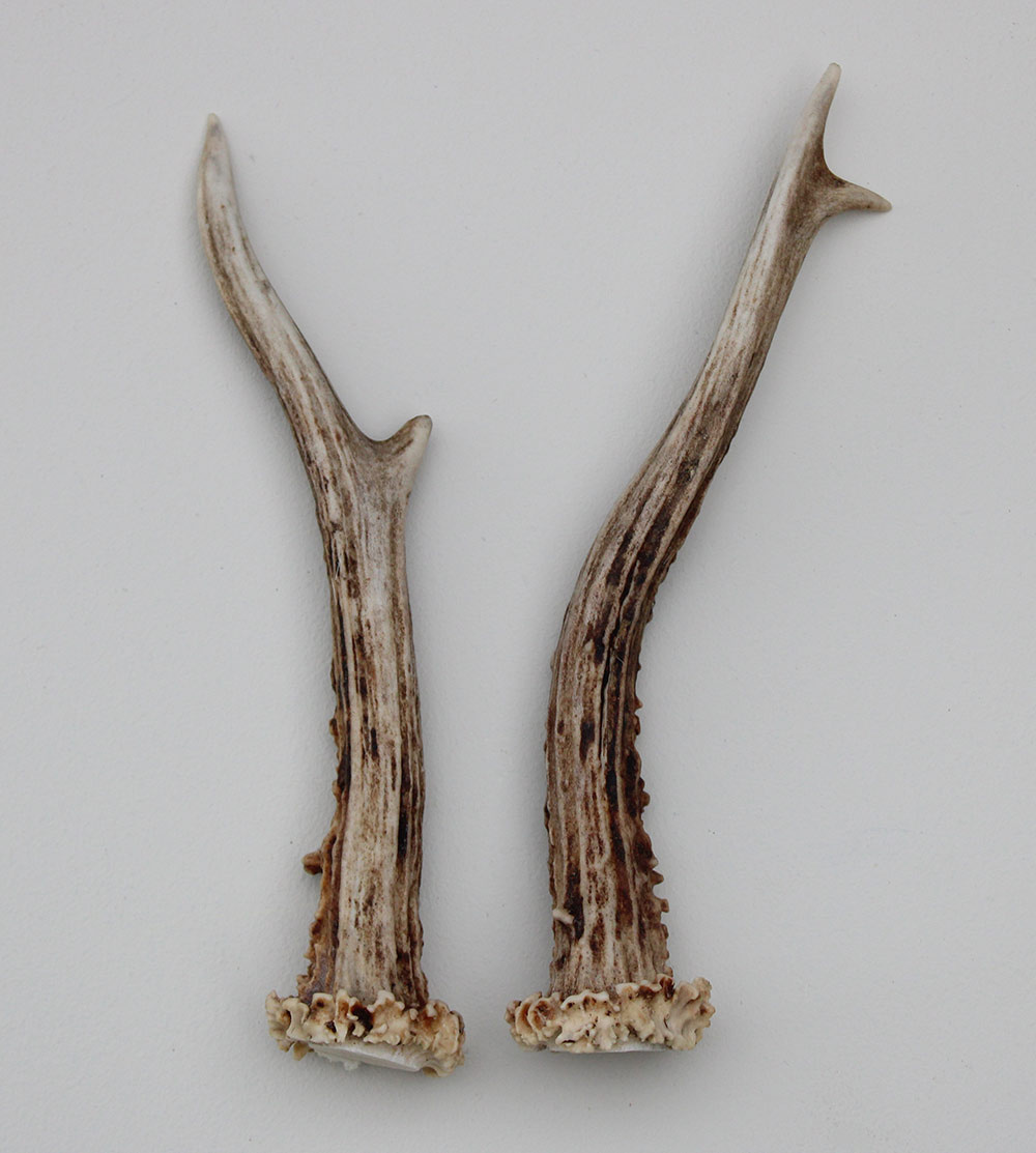 REE GEWEI PAAR 19 cm