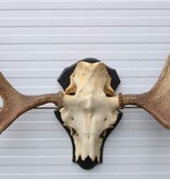 Zweeds ELAND GEWEI op houten schild