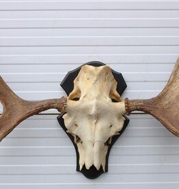 Zweeds ELAND GEWEI op houten schild - ref. BOB