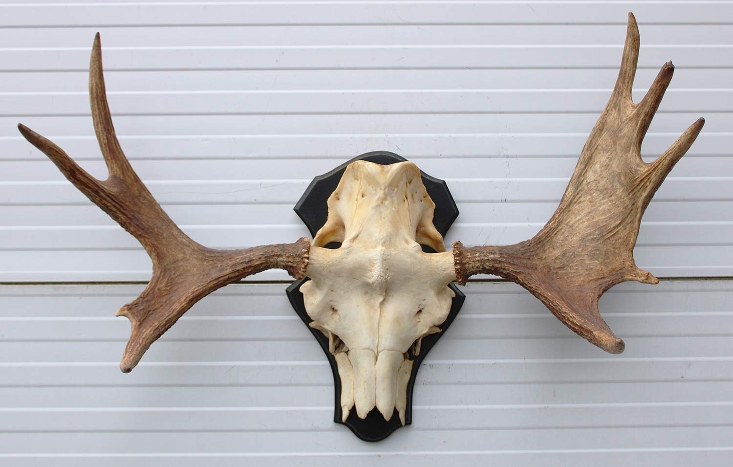 Zweeds ELAND GEWEI op houten schild