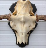 Zweeds ELAND GEWEI op houten schild