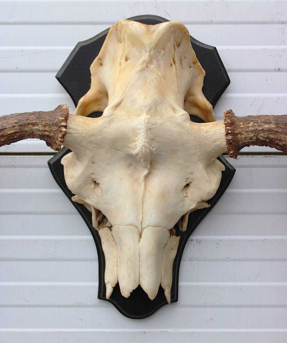 Zweeds ELAND GEWEI op houten schild