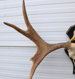 Zweeds ELAND GEWEI op houten schild