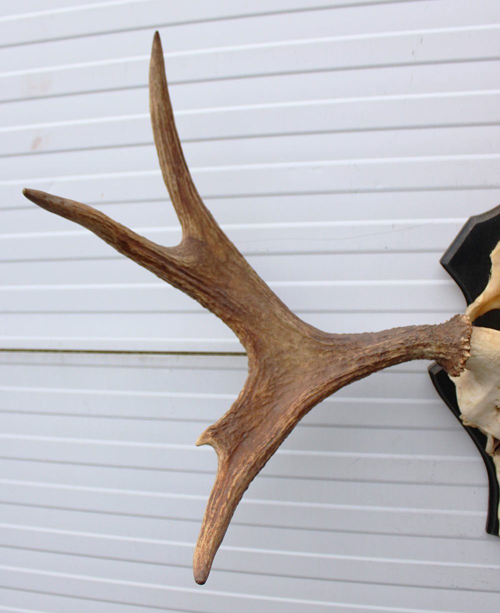 Zweeds ELAND GEWEI op houten schild