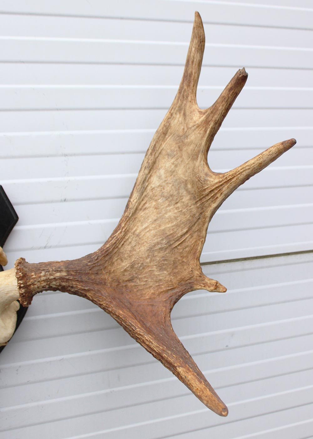 Zweeds ELAND GEWEI op houten schild